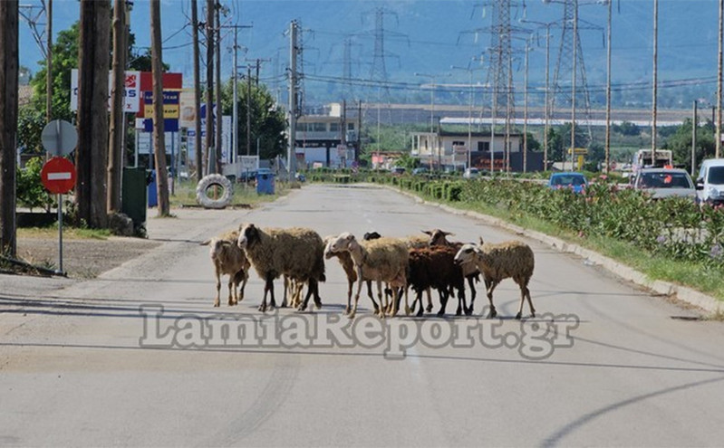 Βγήκαν τα πρόβατα στην… εθνική οδό