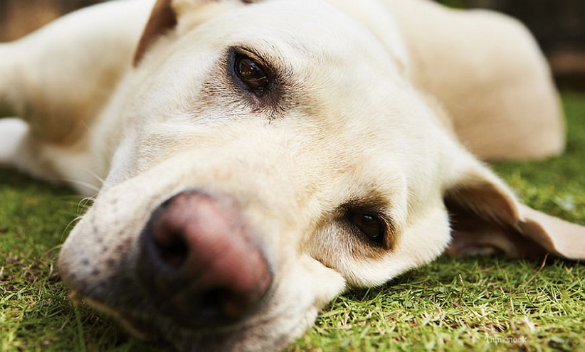 Κτηνωδία στις Σέρρες: Άγνωστοι σκότωσαν με φόλα το σκυλί του δημάρχου Σιντικής &#8211; Τους επικήρυξε με 2.000 ευρώ