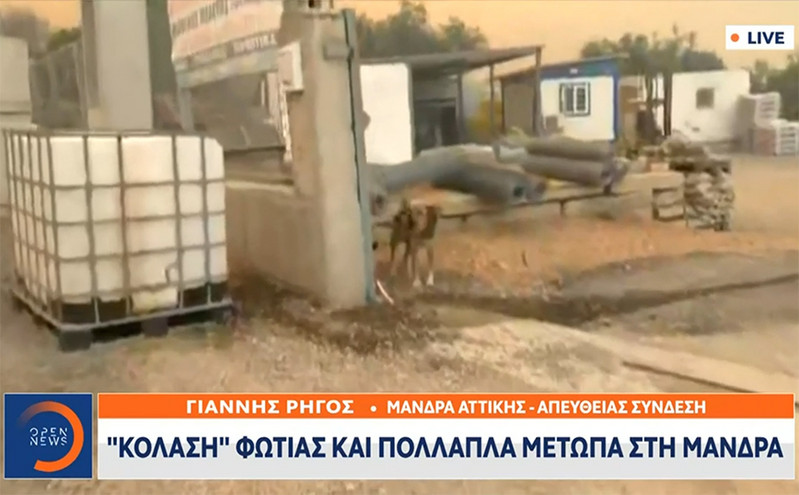 Φωτιά στη Μάνδρα: Άφησαν σκυλί δεμένο σε επιχείρηση – Ο ρεπόρτερ του Open δεν πίστευε στα μάτια του