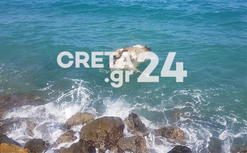 Νεκρή αγελάδα εντοπίστηκε μέσα σε παραλία της Κρήτης &#8211; Άγνωστο το πώς βρέθηκε εκεί