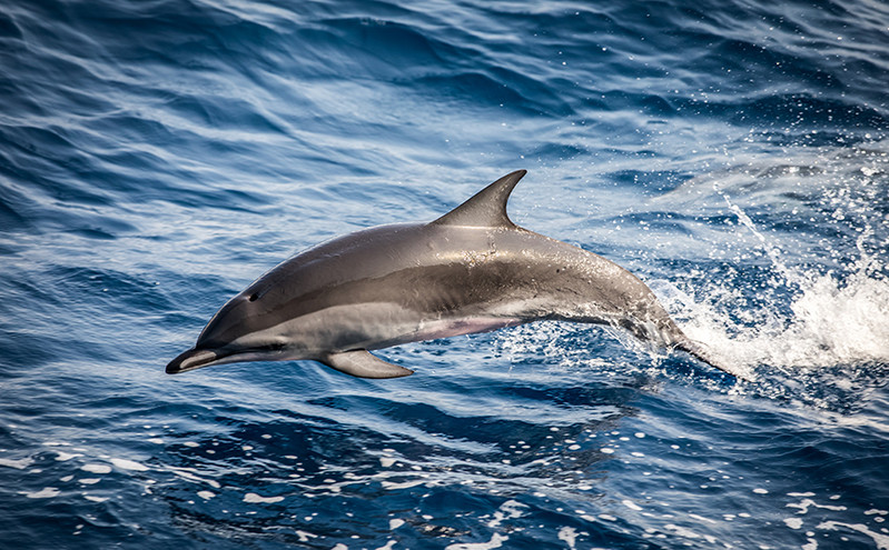 Νεκρό δελφίνι ξεβράστηκε στην παραλία Βελίκας της Λάρισας