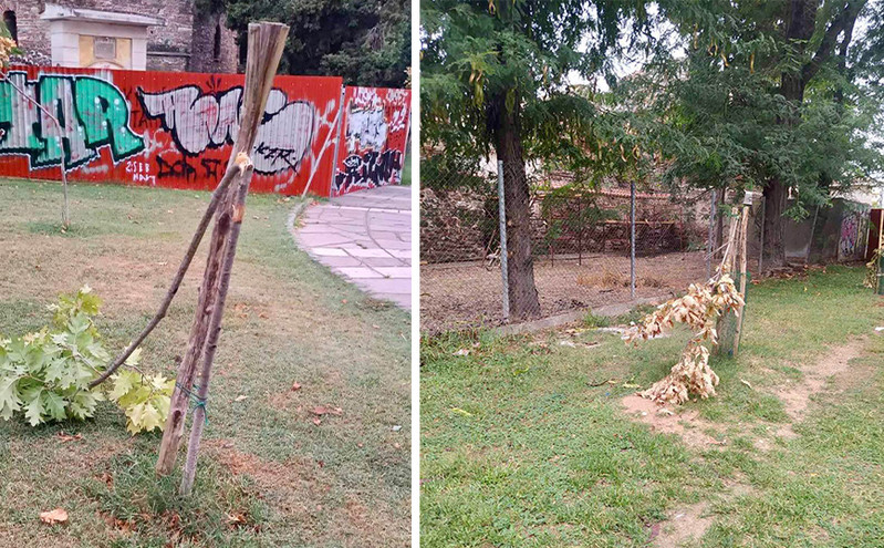 Έσπασαν δεντράκια στην Αρχαία Αγορά Θεσσαλονίκης &#8211; «Στην καφρίλα απαντάμε με πείσμα» λέει ο Ζέρβας