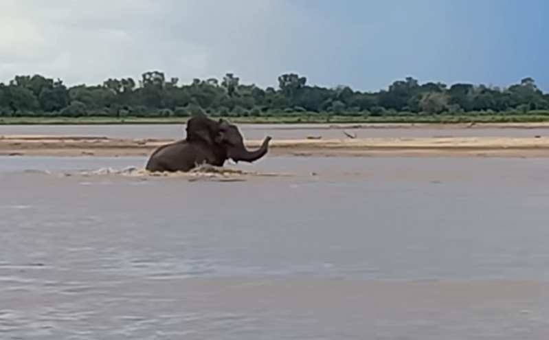 «Ένα θέαμα που πρέπει να δεις!»: Πώς γλίτωσε ελέφαντας από πεινασμένο κροκόδειλο μέσα σε ποτάμι