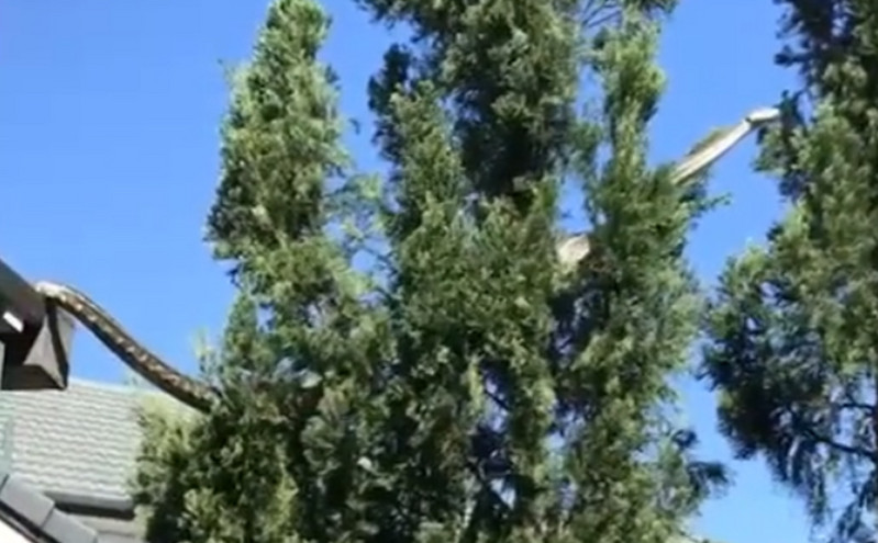 Απίστευτο βίντεο δείχνει πύθωνα 5 μέτρων να&#8230; κόβει βόλτες στην ταράτσα σπιτιού στην Αυστραλία