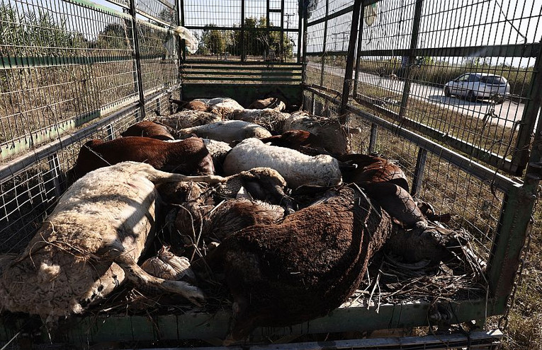 Πλημμύρες στη Θεσσαλία: Άταφα παραμένουν ακόμη εκατοντάδες ζώα &#8211; Κτηνοτρόφοι ζουν τον δικό τους «Γολγοθά»