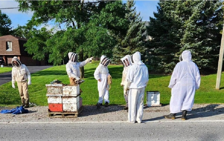 Αγώνας δρόμου των Αρχών για να «αιχμαλωτίσουν» τα πέντε εκατομμύρια μέλισσες που «απελευθερώθηκαν» από φορτηγό στον Καναδά