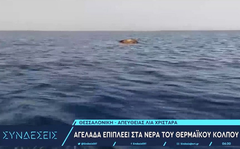 Νεκρή αγελάδα επιπλέει στα νερά του Θερμαϊκού &#8211; Εκτιμάται ότι είναι από την περιοχή της Θεσσαλίας
