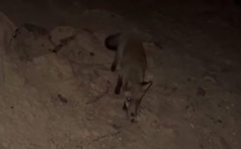 Συγκινητικό βίντεο με κάτοικο του Έβρου να ταΐζει αλεπουδίτσα στα καμένα