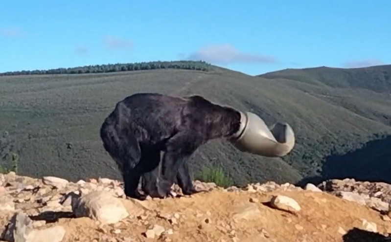 Απελπισμένες προσπάθειες μιας καφέ αρκούδας να απελευθερώσει το κεφάλι της που είχε σφηνώσει σε πλαστικό βαρέλι