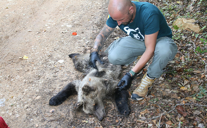 Νεκρό αρκουδάκι από σκάγια λαθροκυνηγού στη Φλώρινα &#8211; Περιβαλλοντικές οργανώσεις ζητούν άμεση διερεύνηση του εγκλήματος