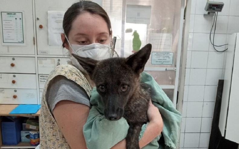 Dogxim, το πρώτο υβρίδιο σκύλου – αλεπούς καταγράφηκε στη Βραζιλία και οι επιστήμονες ψάχνουν απαντήσεις