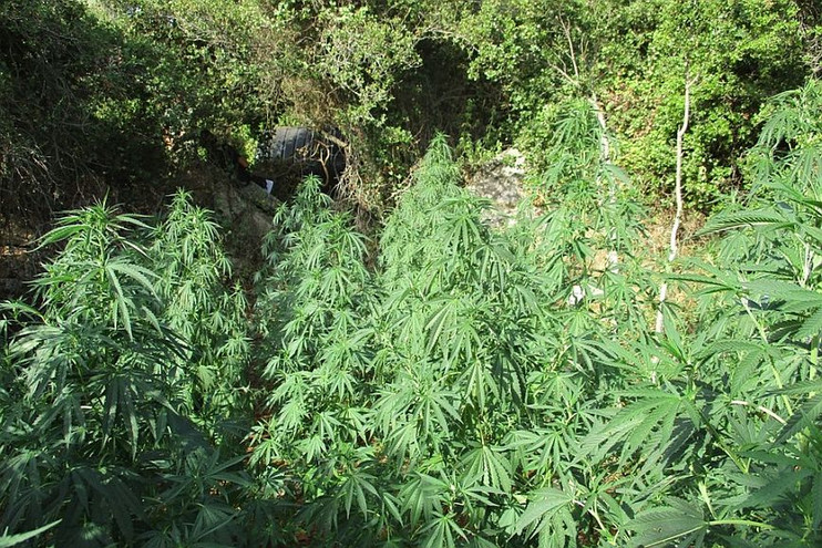 Χασισοφυτεία με πάνω από 1.000 δενδρύλλια κάνναβης εντόπισε η ΕΛ.ΑΣ στα Χανιά &#8211; Δύο συλλήψεις