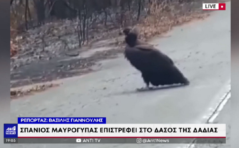 Φωτιά στον Έβρο: Σπάνιος μαυρόγυπας επέστρεψε στο δάσος της Δαδιάς