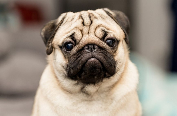 Ολλανδία: Εκτροφέας σκύλων έφαφε πρόστιμο 3.000 ευρώ επειδή τα μπουλντόγκ του είχαν υπερβολικά πλακουτσωτή μύτη