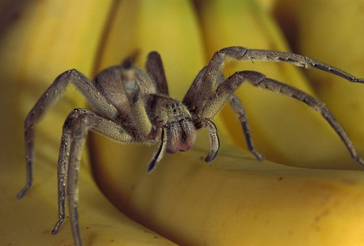 Πώς το δηλητήριο της αράχνης-μπανάνα μπορεί να θεραπεύσει τη στυτική δυσλειτουργία