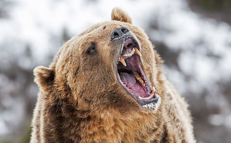 Τραγικό θάνατο βρήκαν 2 άνθρωποι σε Εθνικό Πάρκο του Καναδά &#8211; «Επιθετική» αρκούδα τους κατασπάραξε μέχρι θανάτου
