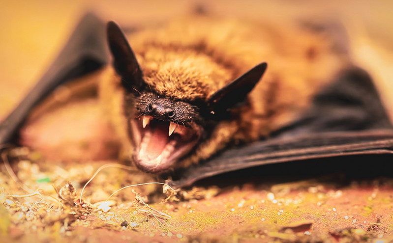 Επιστήμονες εντόπισαν νέο κορονοϊό των νυχτερίδων &#8211; Τον εξουδετέρωσαν με υπάρχον φάρμακο