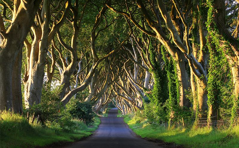 Κόβουν 11 δέντρα από το «King&#8217;s Road» του «Game Of Thrones» στη Βόρεια Ιρλανδία