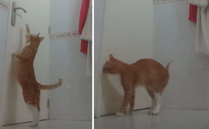 Γάτα βρίσκει τον τρόπο και ανοίγει πόρτα&#8230; σαν άνθρωπος