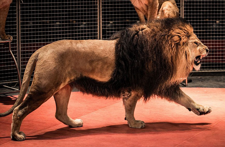 Λήξη συναγερμού στην Ιταλία: Κτηνίατροι κατάφεραν να ακινητοποιήσουν και να κοιμήσουν το λιοντάρι
