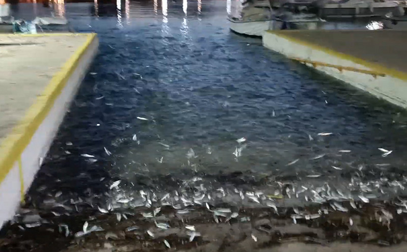 Το παράξενο θέαμα με τα εκατοντάδες ψάρια στην Εύβοια – Ο&#8230; τρελός χορός τους