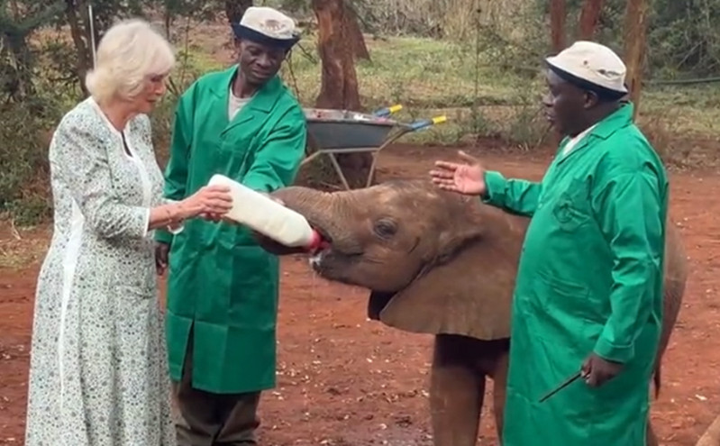 H βασίλισσα Καμίλα με άρβυλα, στην Κένυα &#8211; Τάϊσε με μπιμπερό ένα μικρό ελεφαντάκι