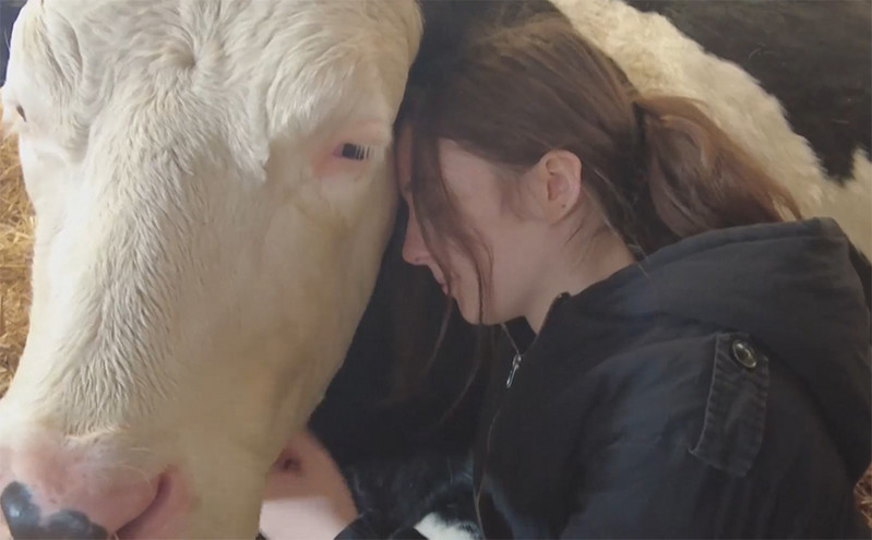 «Αισθάνεστε αγχωμένοι; Αγκαλιάστε μια αγελάδα» προτείνει φάρμα στην Αγγλία