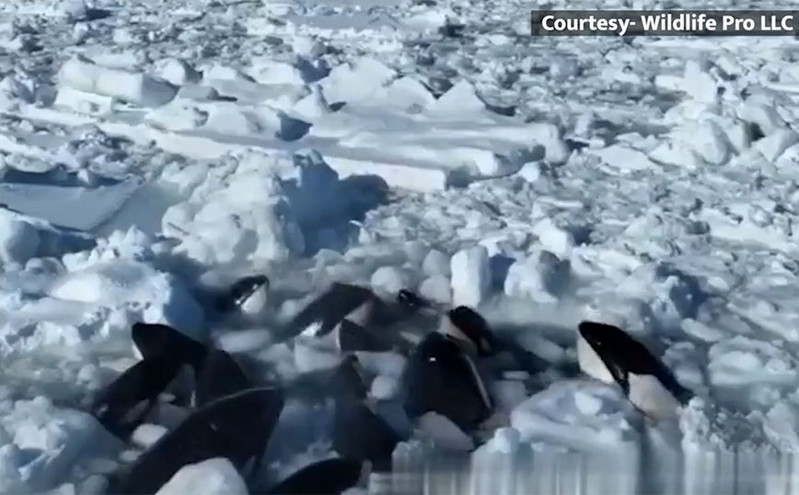 Συγκλονιστικό βίντεο από φάλαινες που εγκλωβίστηκαν στον πάγο ανοιχτά της Βόρειας Ιαπωνίας
