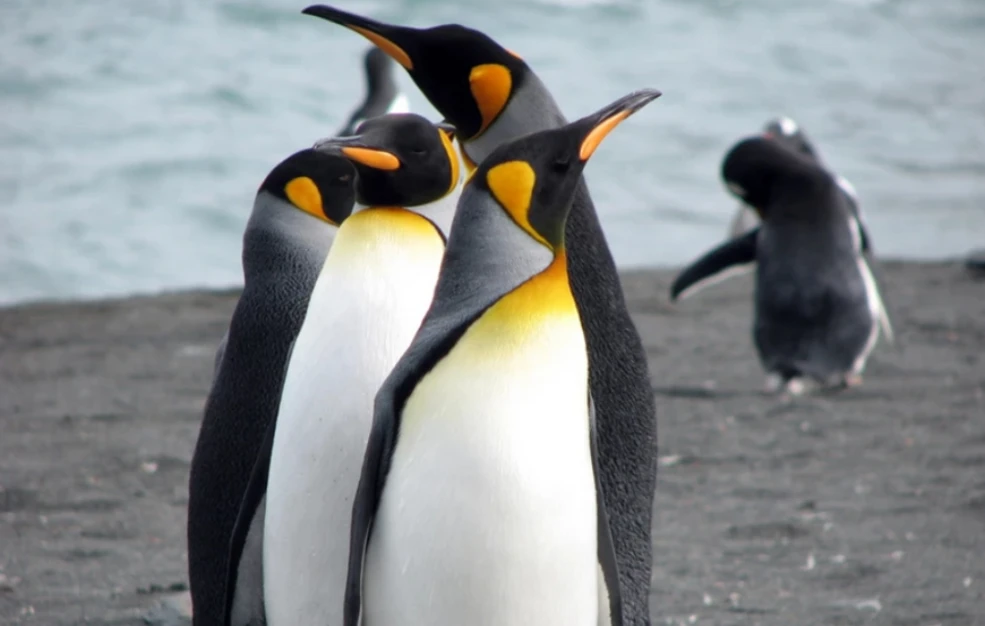 [Εικόνα: penguin.jpg?gravity=center]