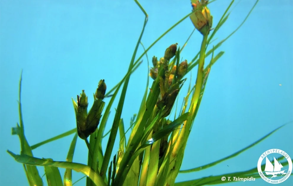 a close-up of a plant
