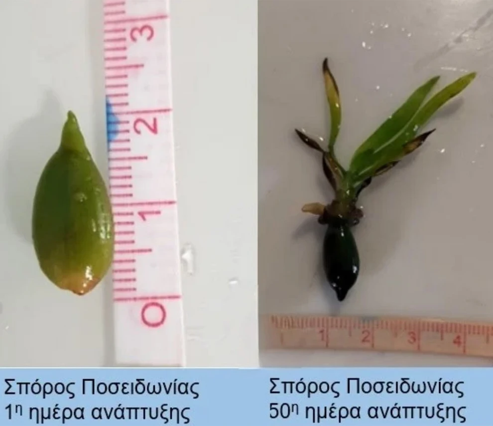 a plant with a ruler and a seed