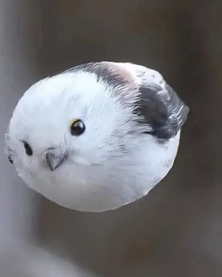 Known as the Japanese snow fairy this bird is melting hearts worldwide. A subspecies of the long tailed tit its adored for its round body pure white feathers and wide eyed innocence.Native 2