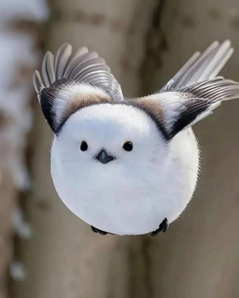 Known as the Japanese snow fairy this bird is melting hearts worldwide. A subspecies of the long tailed tit its adored for its round body pure white feathers and wide eyed innocence.Native 3