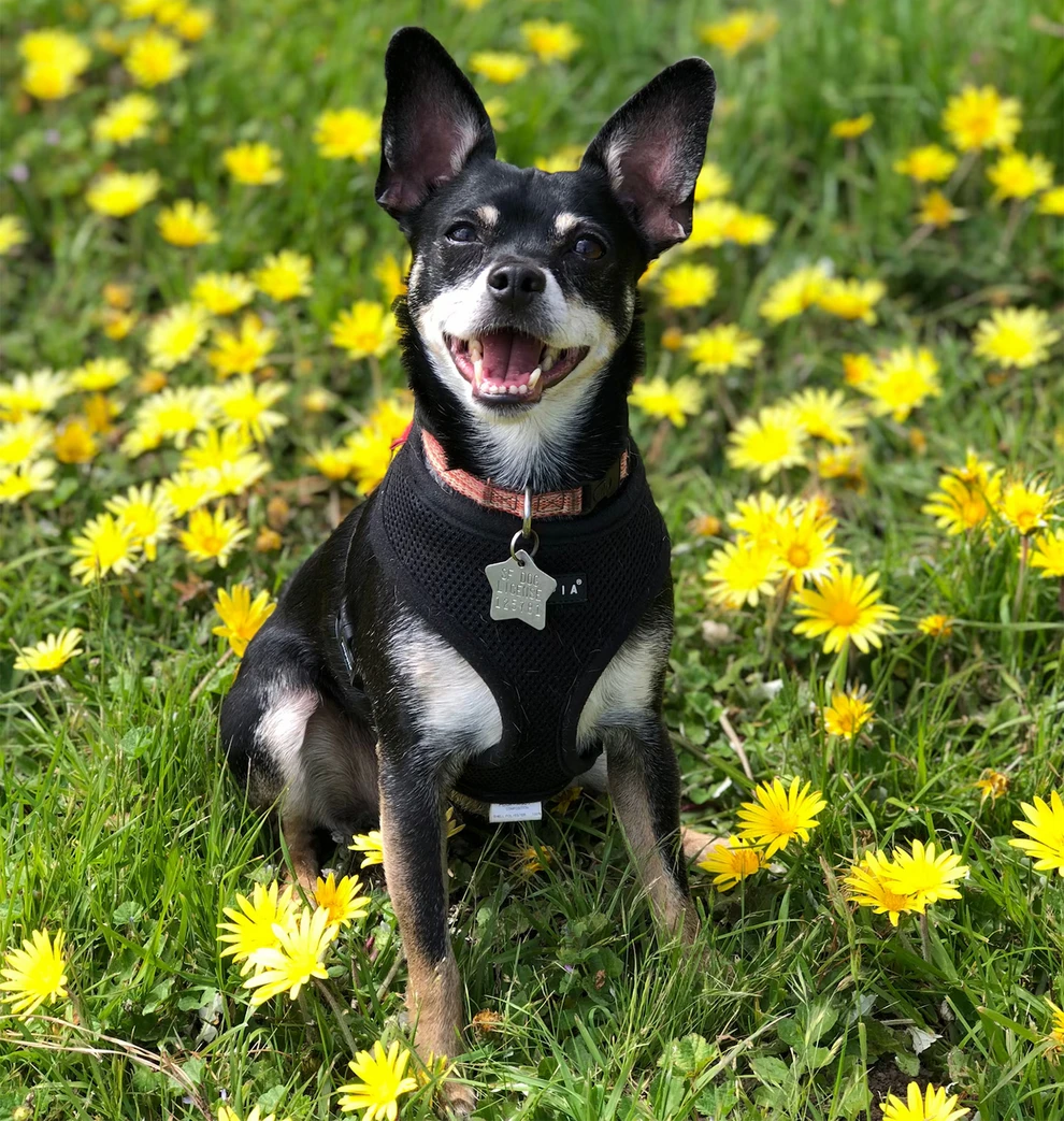 ruffus ziggy2