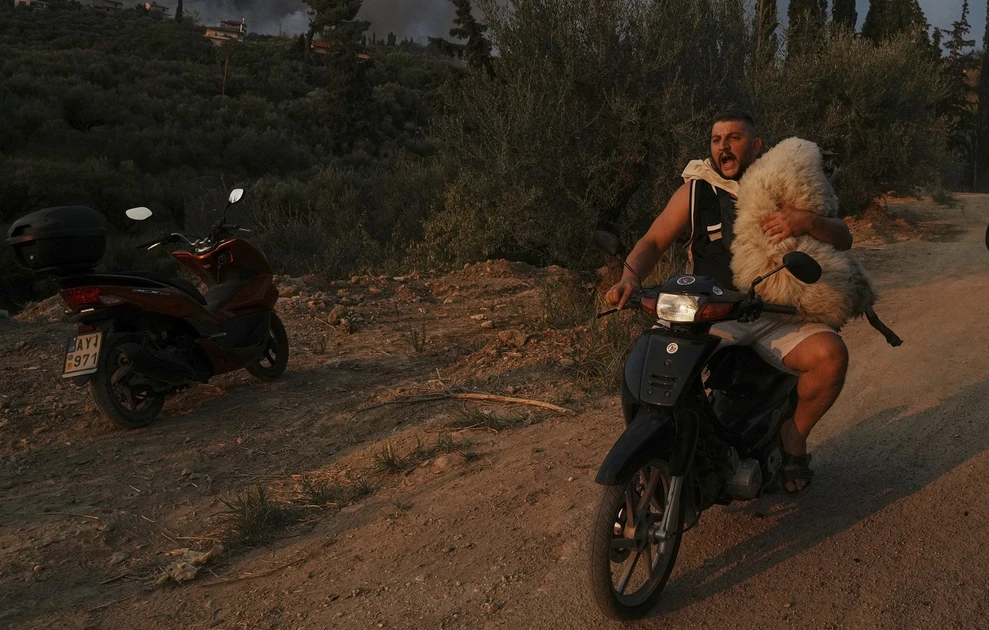 Ο νεαρός που έσωσε πρόβατο από τις φλόγες στην Πάτρα (εικόνες) 3 provato