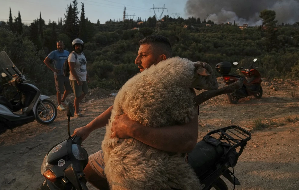 Ο νεαρός που έσωσε πρόβατο από τις φλόγες στην Πάτρα (εικόνες) 4 provato2